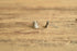 Frog Sterling Silver Studs